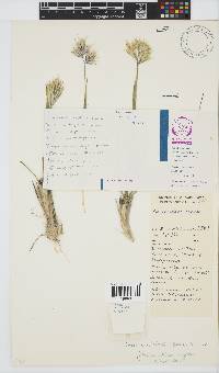 Geochloa rufa image