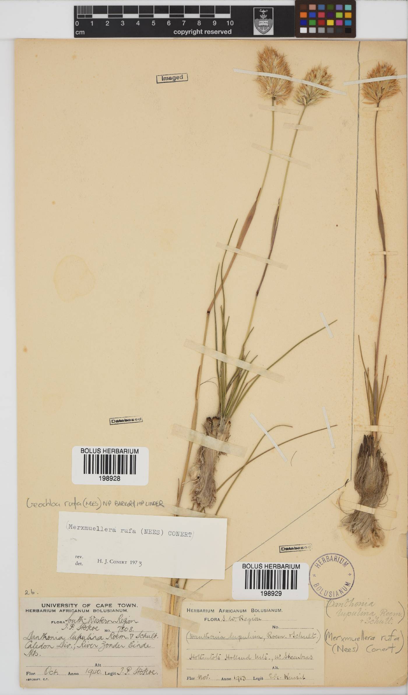 Geochloa image