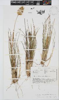 Geochloa rufa image