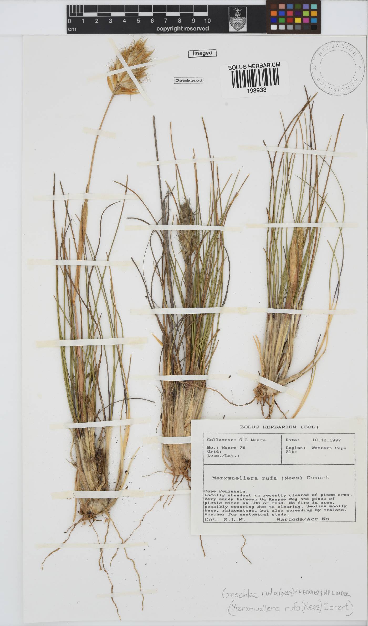 Geochloa image