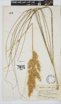 Capeochloa arundinacea image