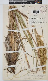 Capeochloa arundinacea image