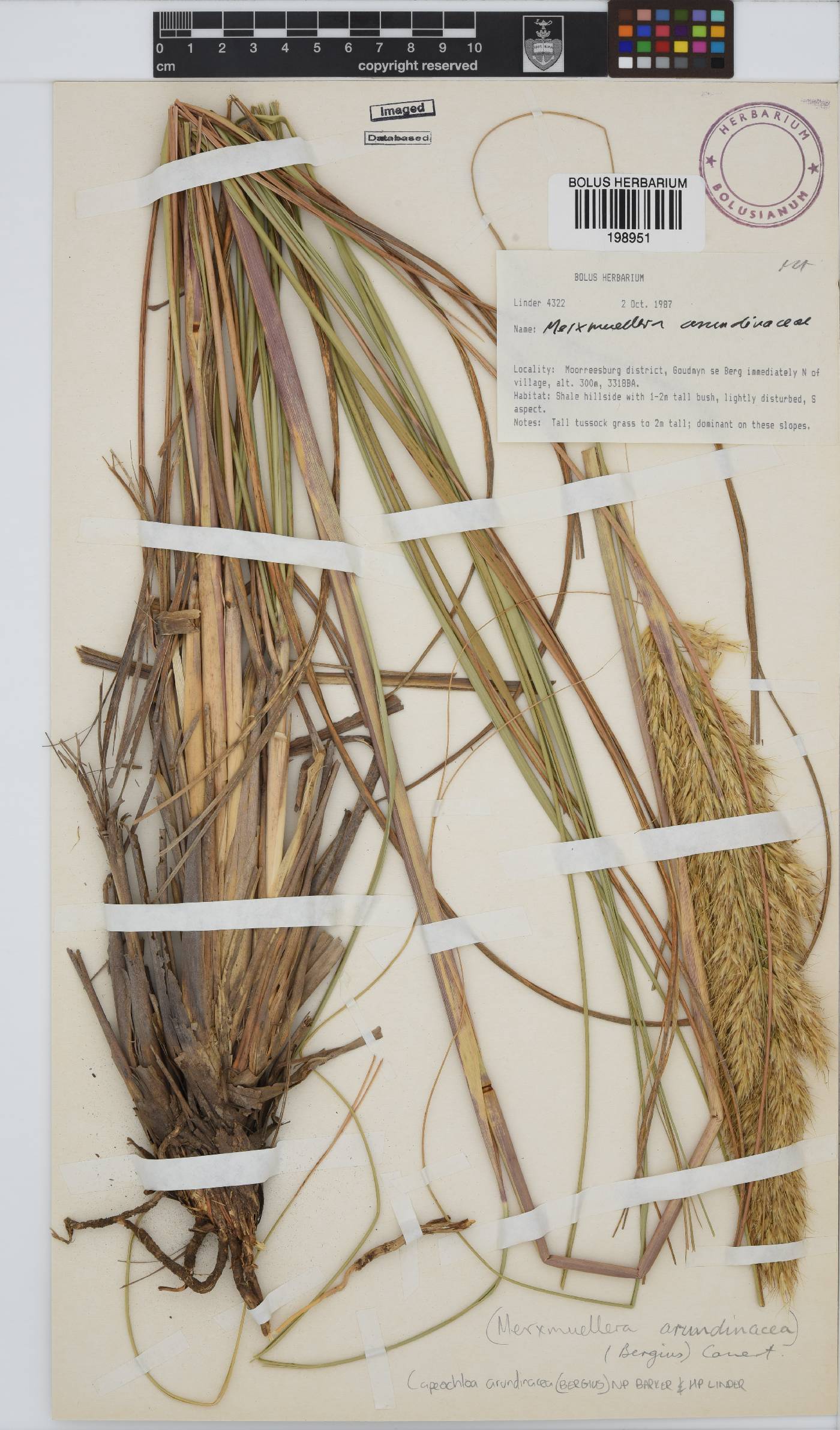 Capeochloa arundinacea image