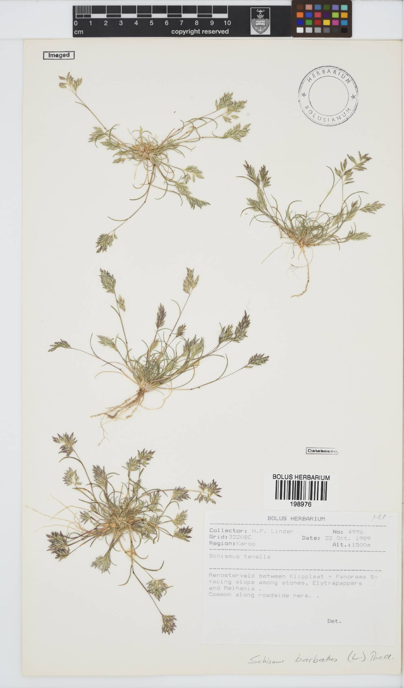 Schismus barbatus image