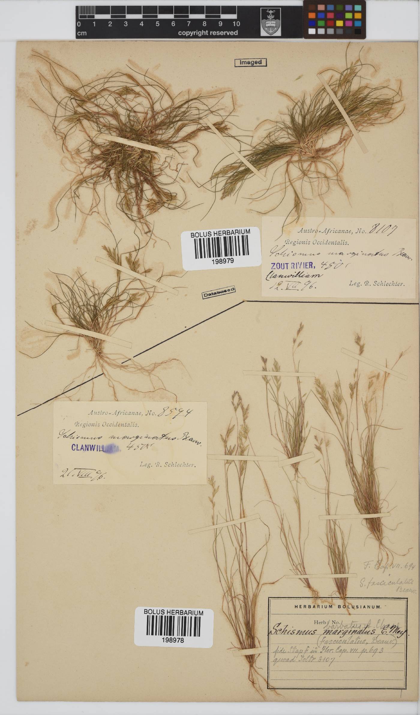 Schismus barbatus image