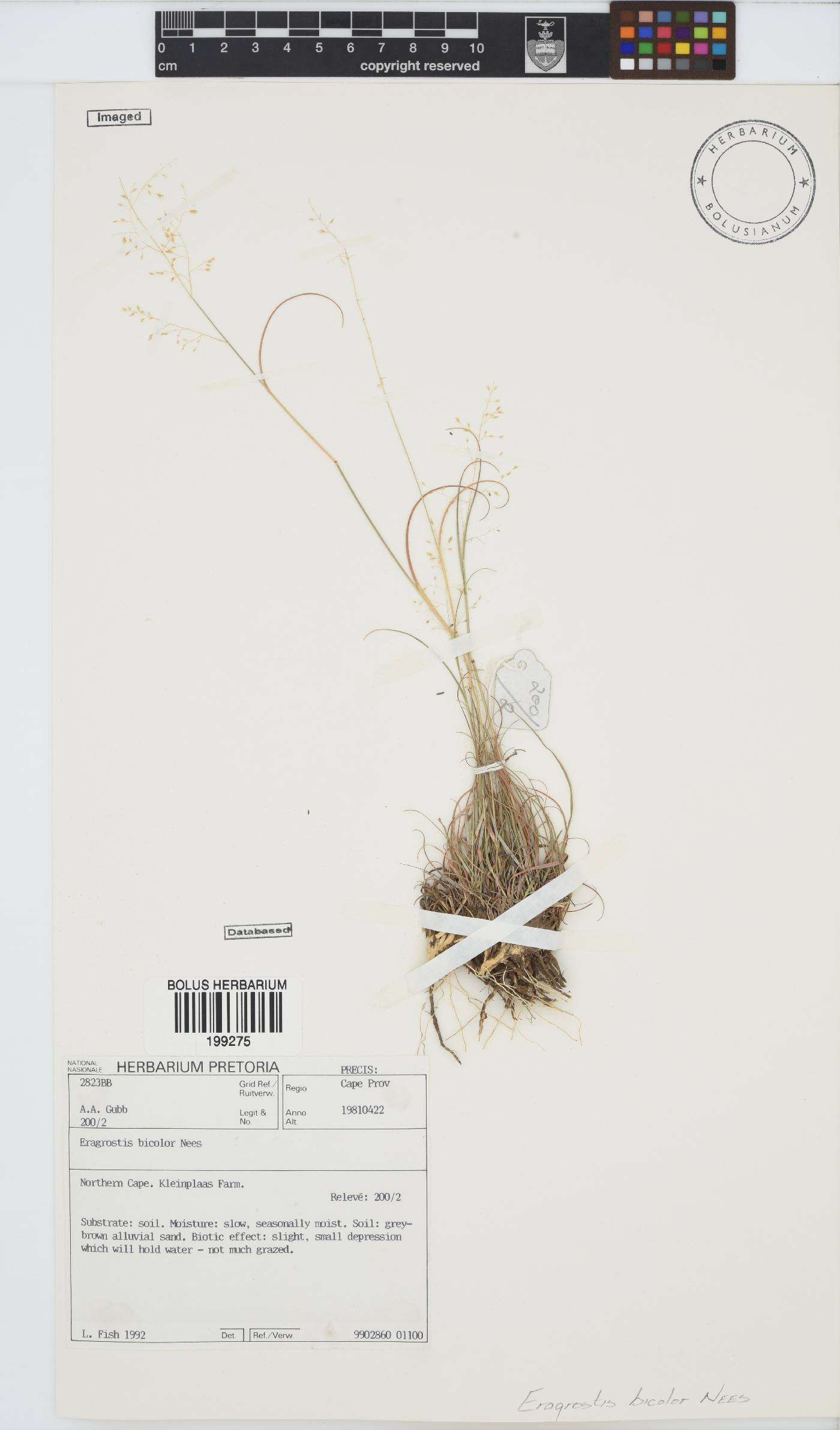 Eragrostis image