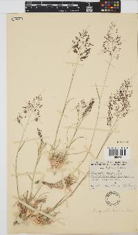 Eragrostis bicolor image