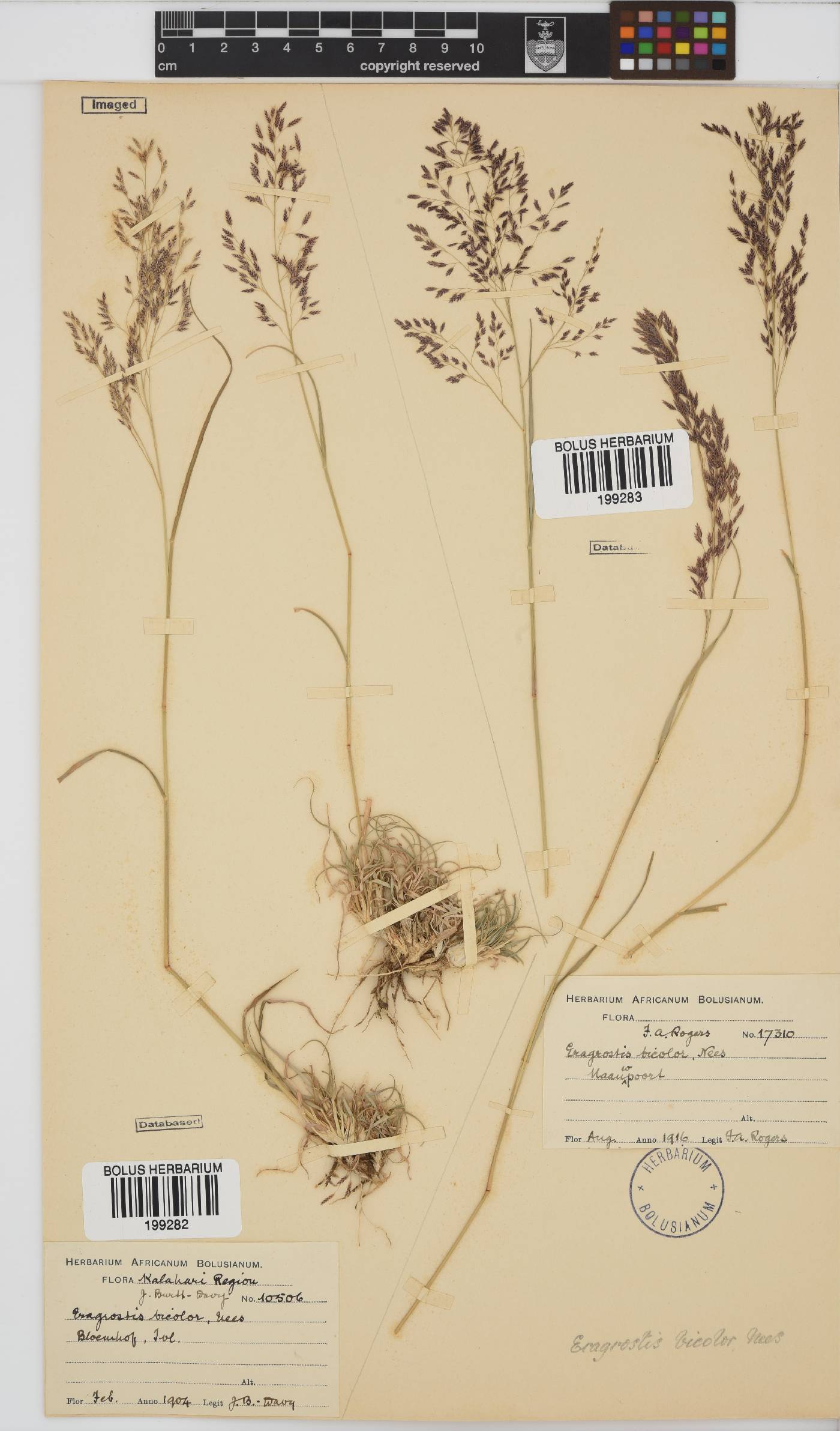 Eragrostis bicolor image