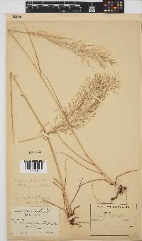 Eragrostis bicolor image