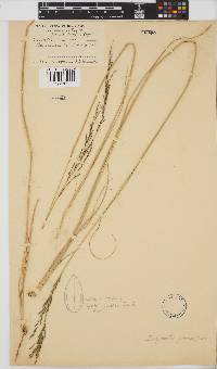 Eragrostis plana image