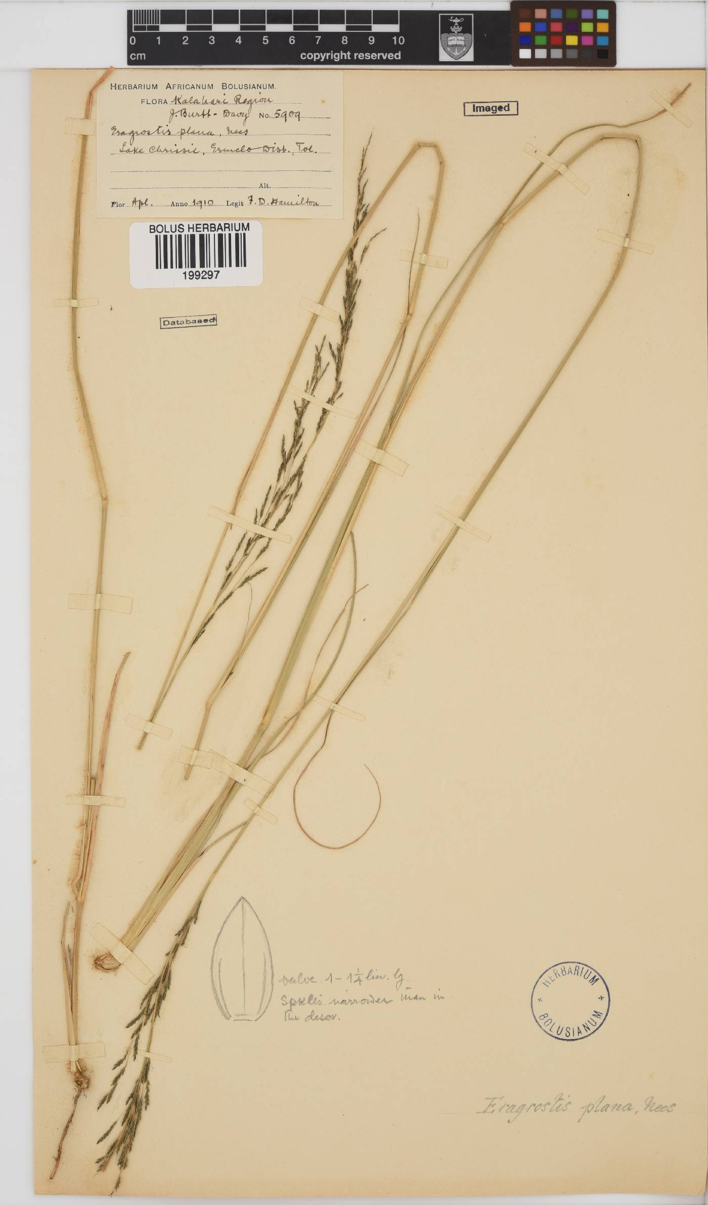 Eragrostis plana image