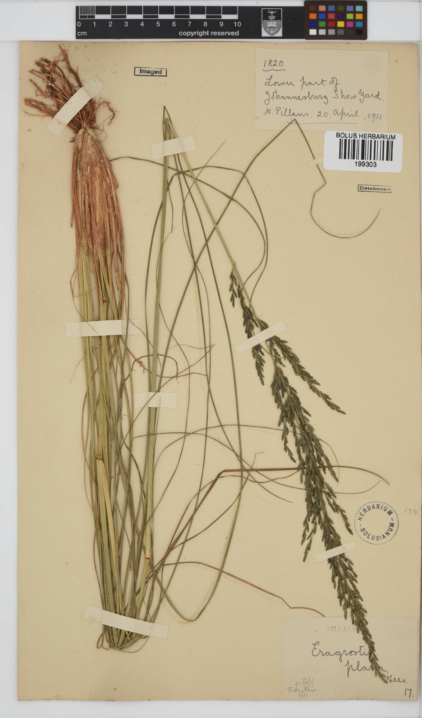 Eragrostis plana image