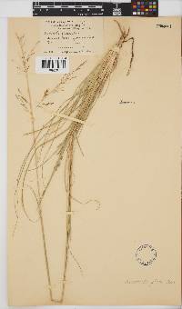 Eragrostis plana image