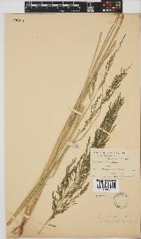 Eragrostis plana image