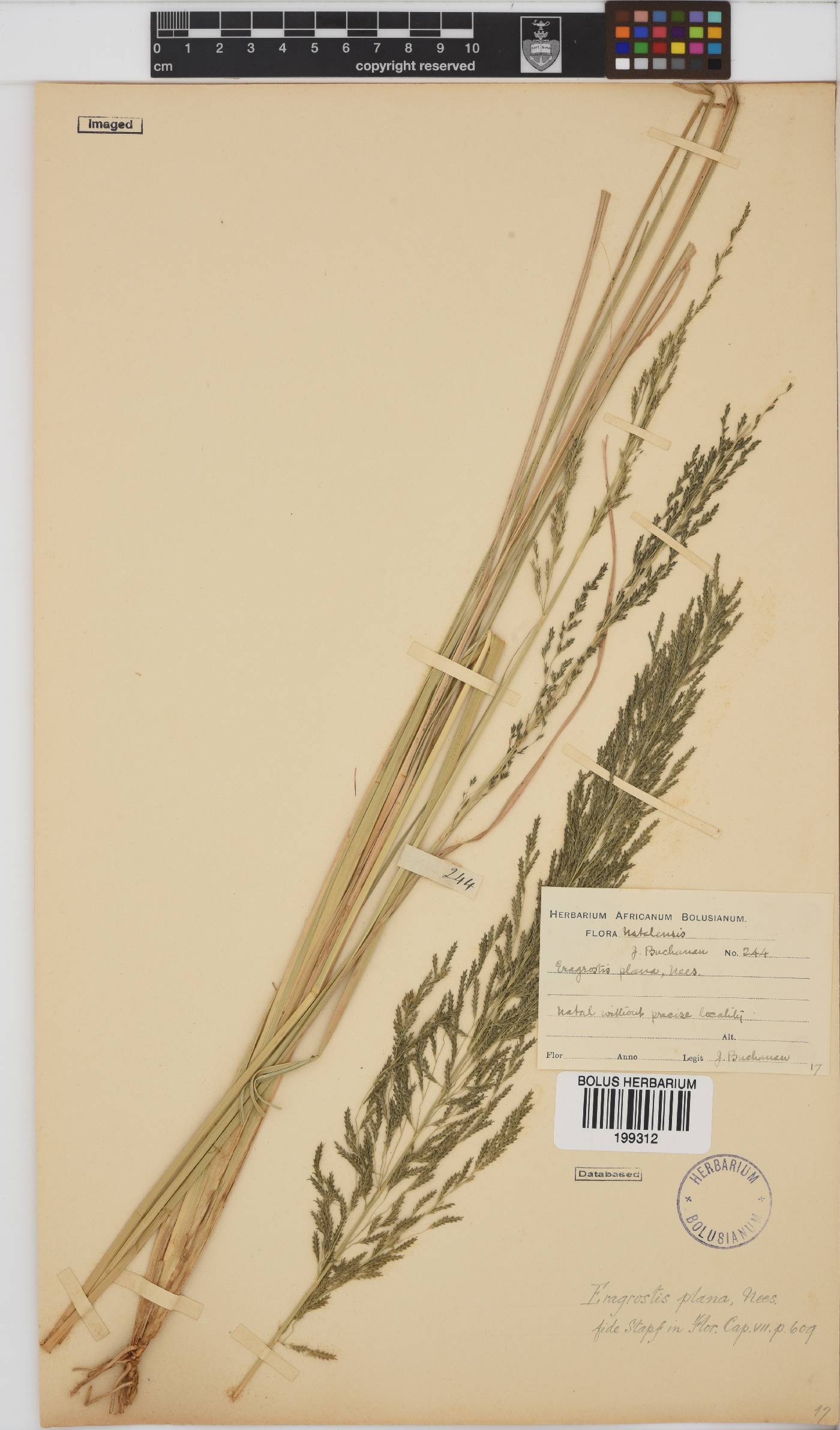 Eragrostis plana image