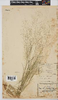 Eragrostis biflora image