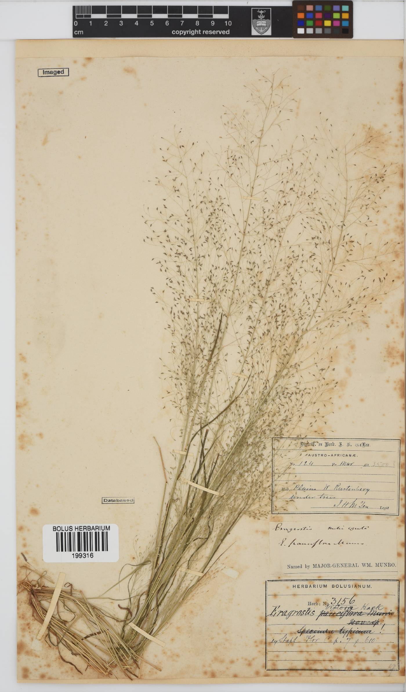 Eragrostis biflora image