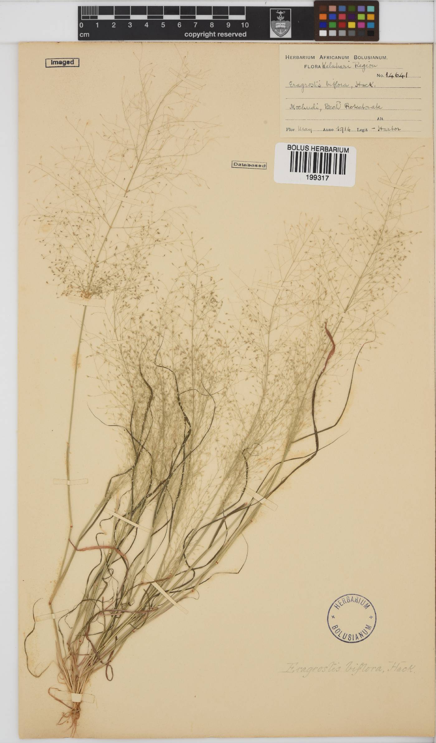 Eragrostis biflora image