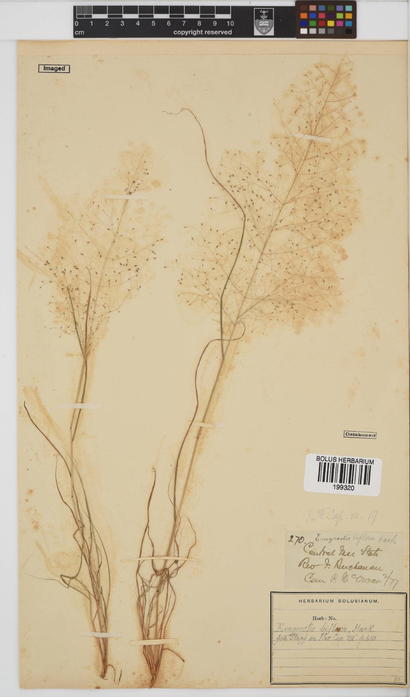 Eragrostis biflora image