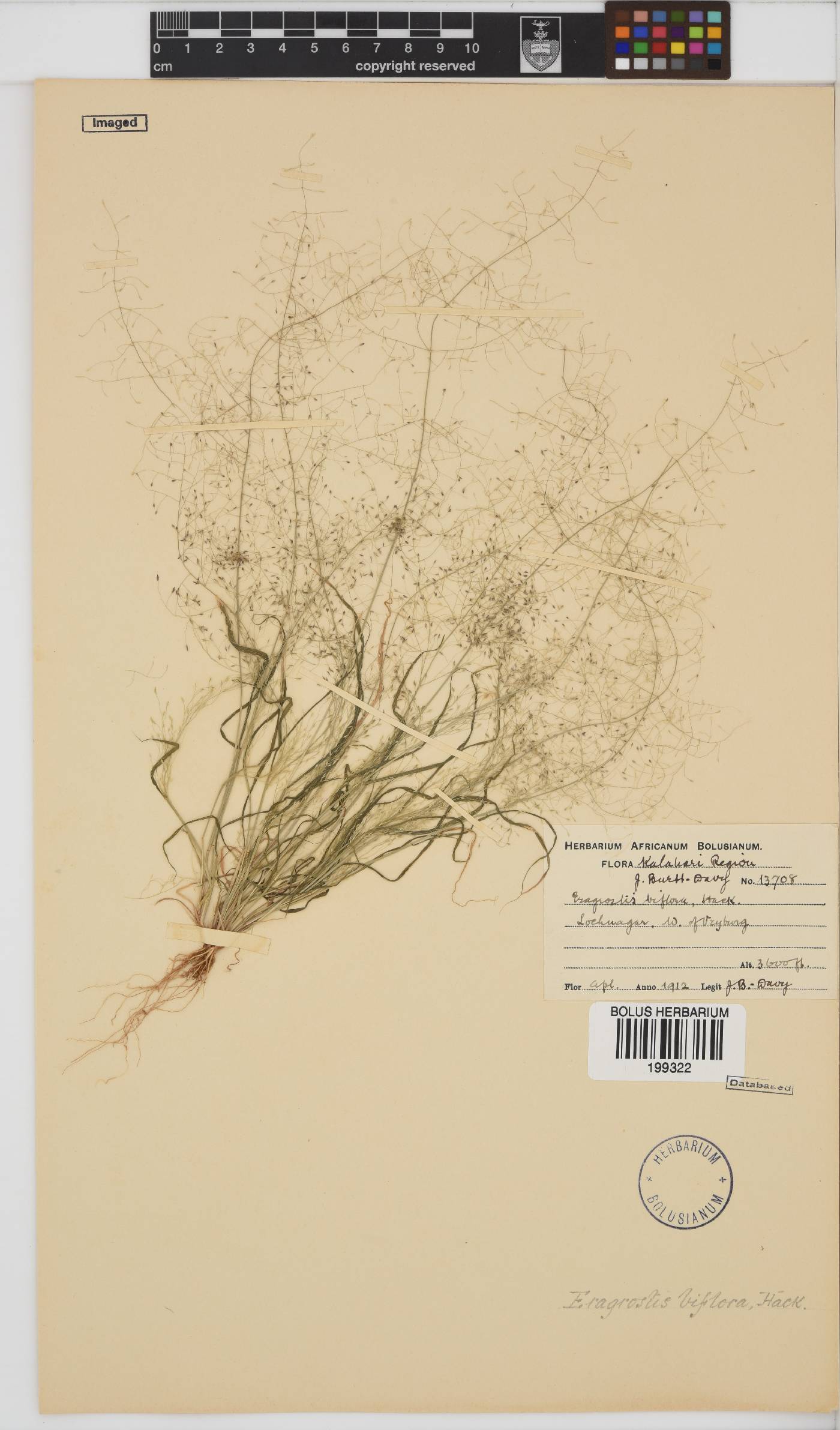 Eragrostis biflora image