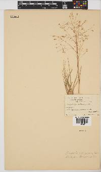 Eragrostis patentissima image