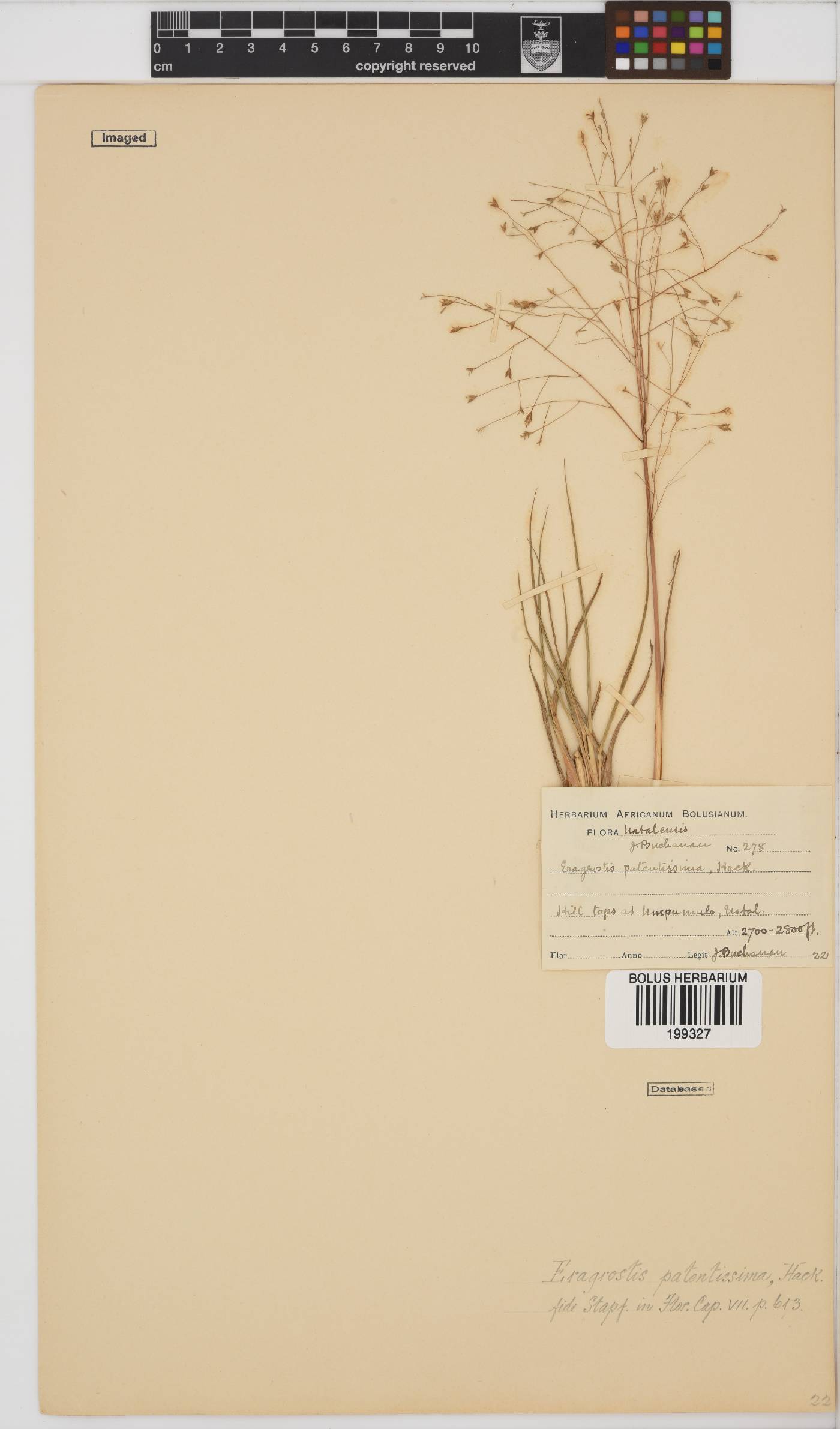 Eragrostis patentissima image