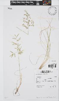 Eragrostis nindensis image