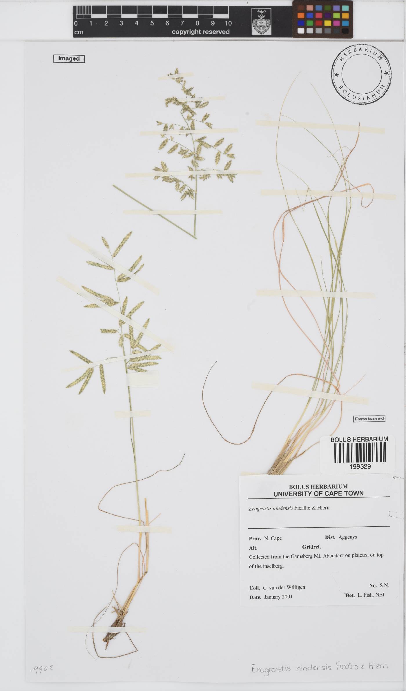 Eragrostis nindensis image