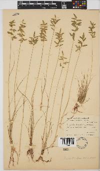 Eragrostis nindensis image