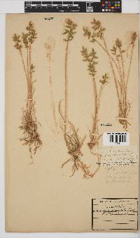 Eragrostis nindensis image