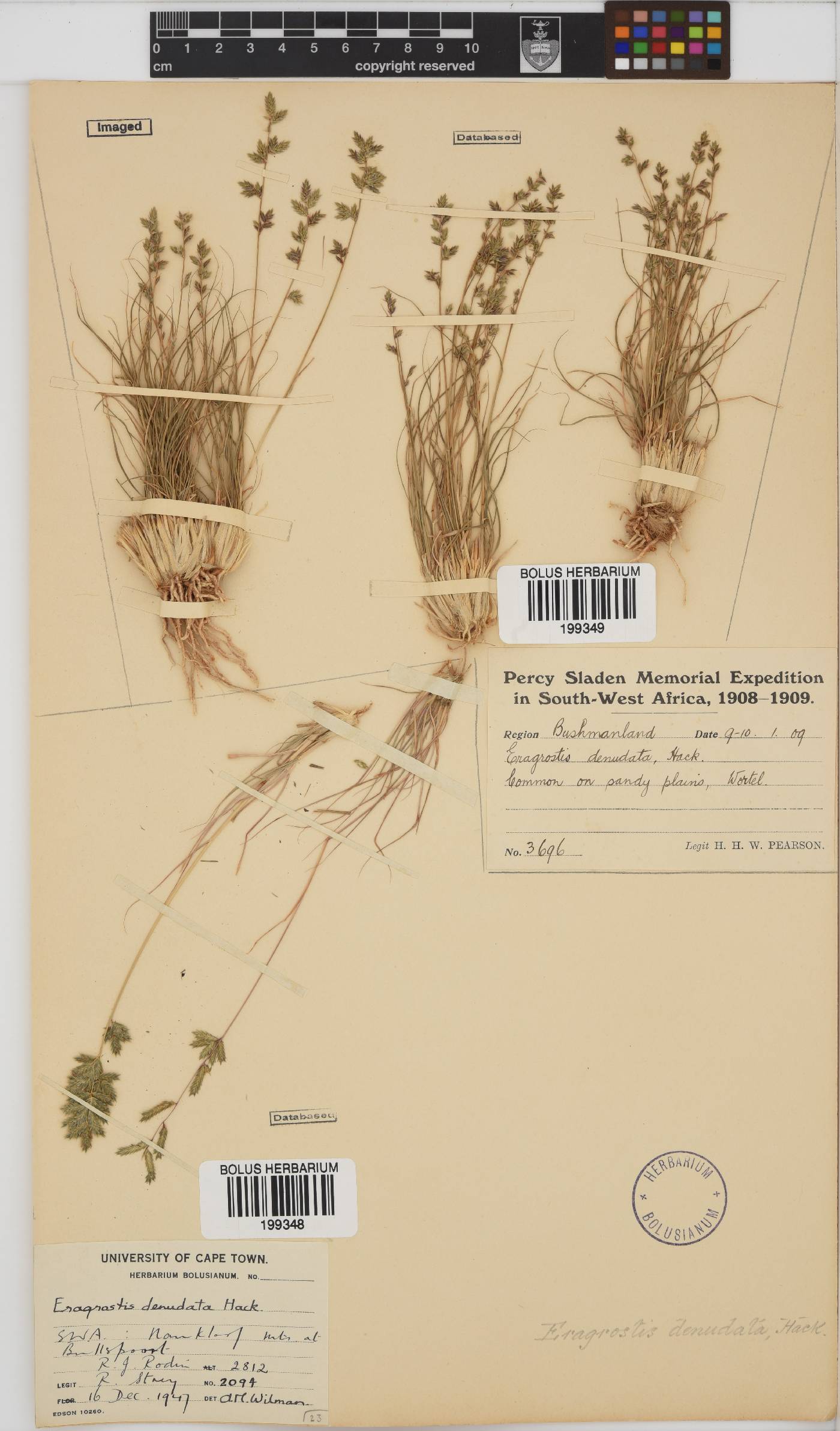 Eragrostis nindensis image