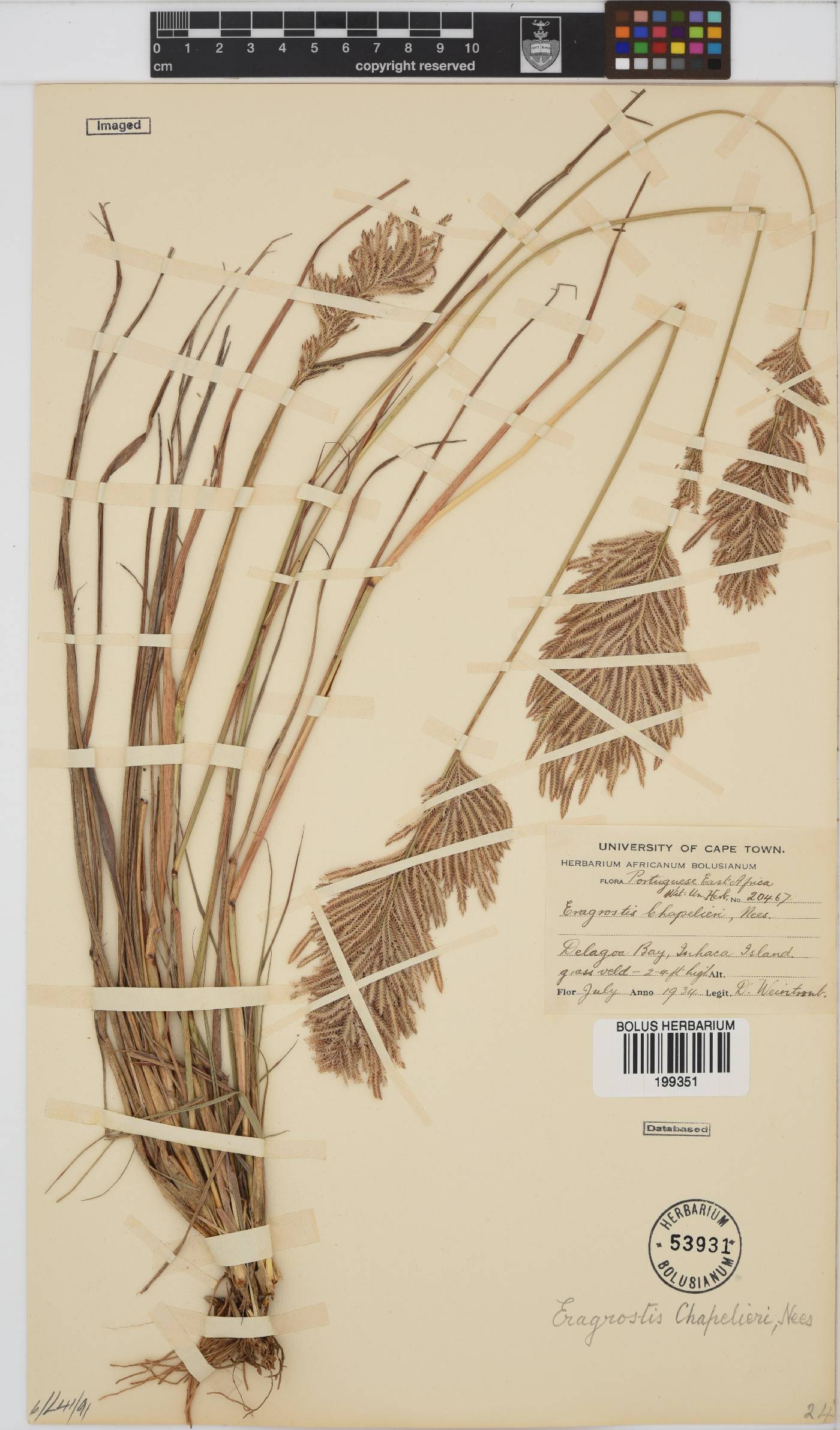 Eragrostis chapelieri image