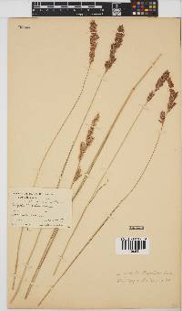 Eragrostis chapelieri image