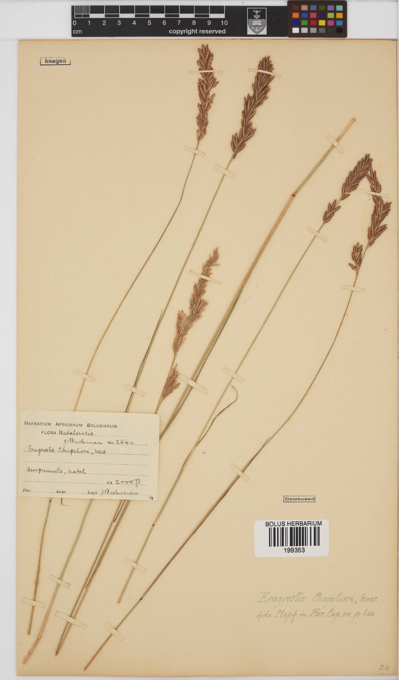 Eragrostis chapelieri image