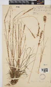 Eragrostis chapelieri image