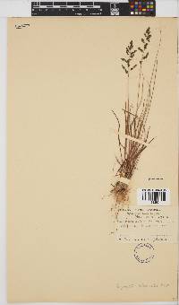 Eragrostis sclerantha image