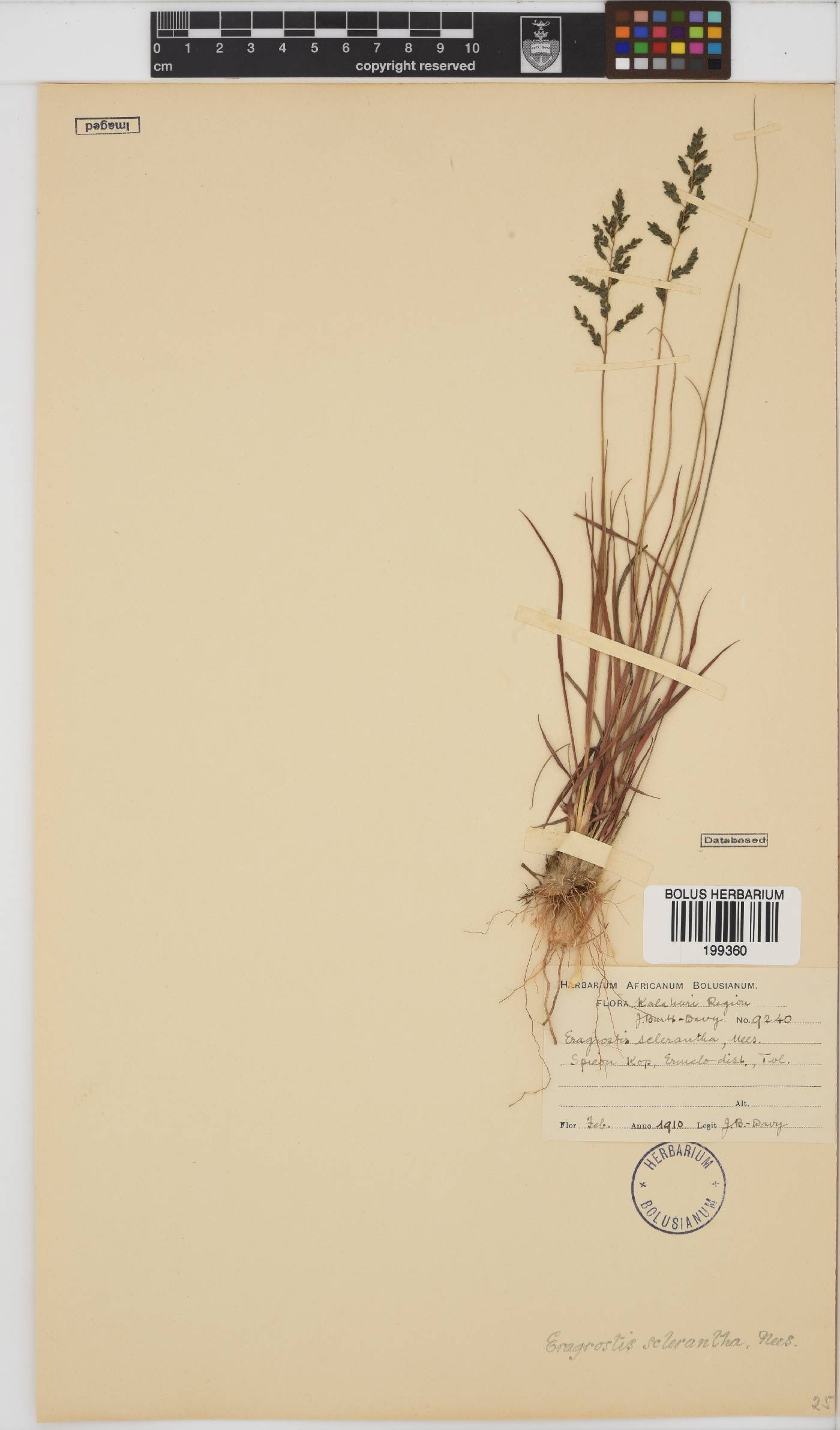 Eragrostis sclerantha image