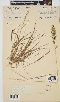 Eragrostis racemosa image