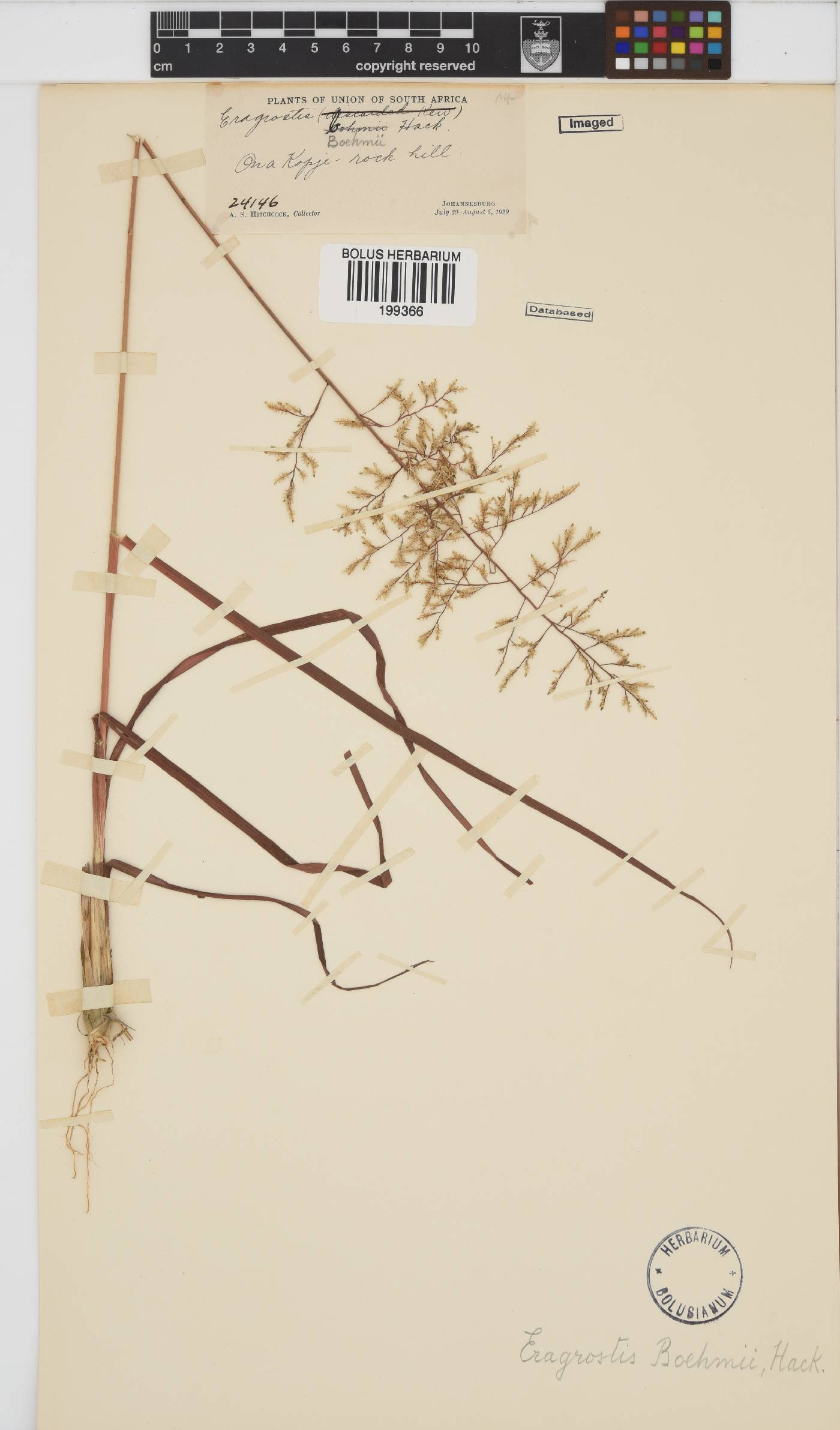 Eragrostis racemosa image