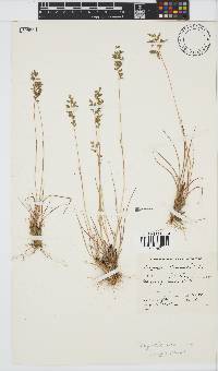 Eragrostis racemosa image