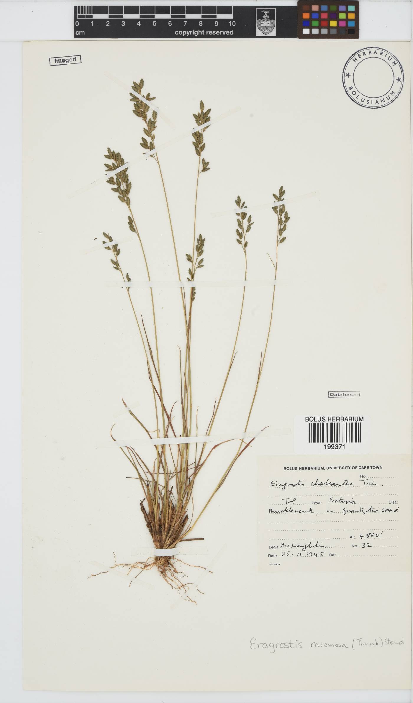 Eragrostis image