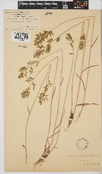 Eragrostis racemosa image