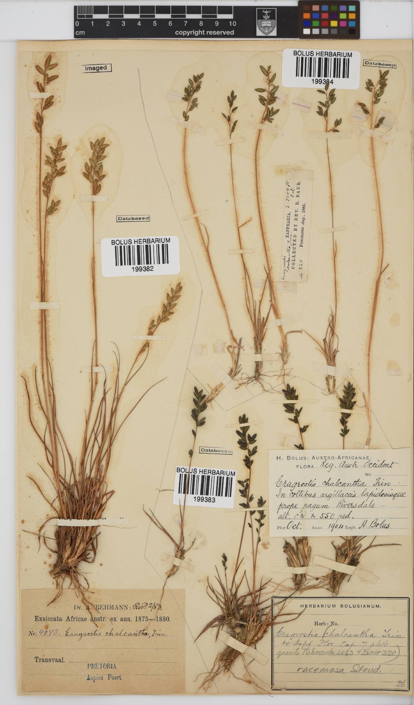 Eragrostis racemosa image