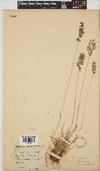 Eragrostis racemosa image