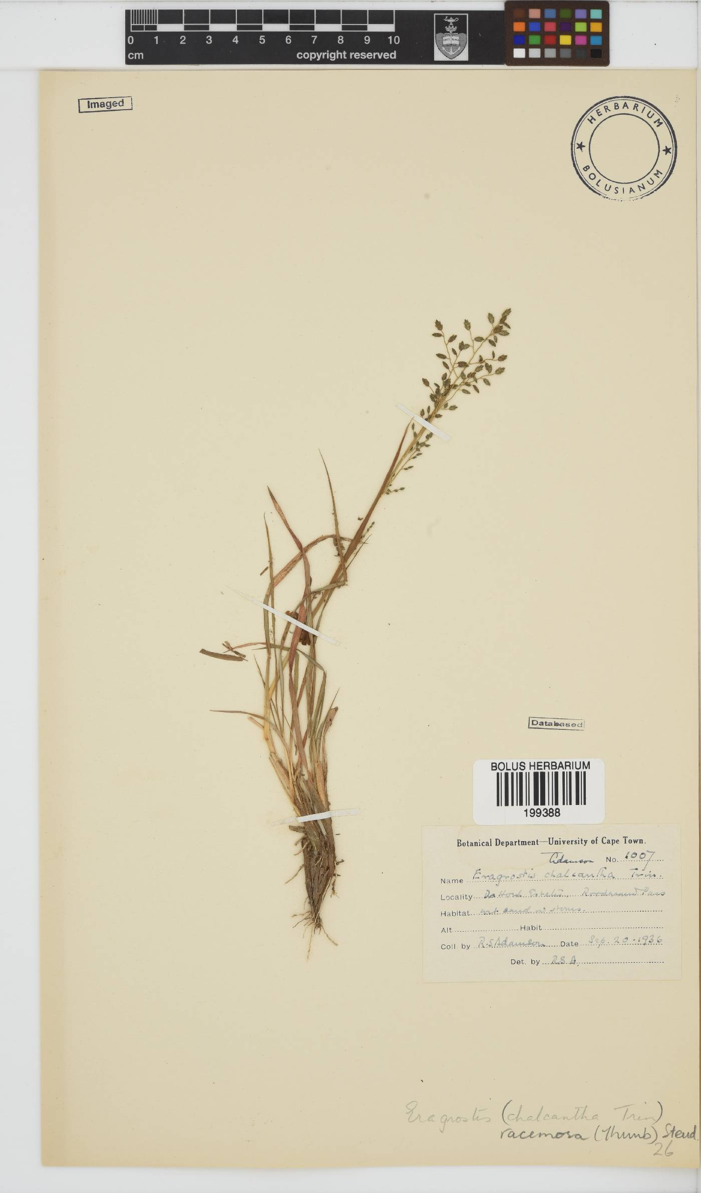 Eragrostis racemosa image