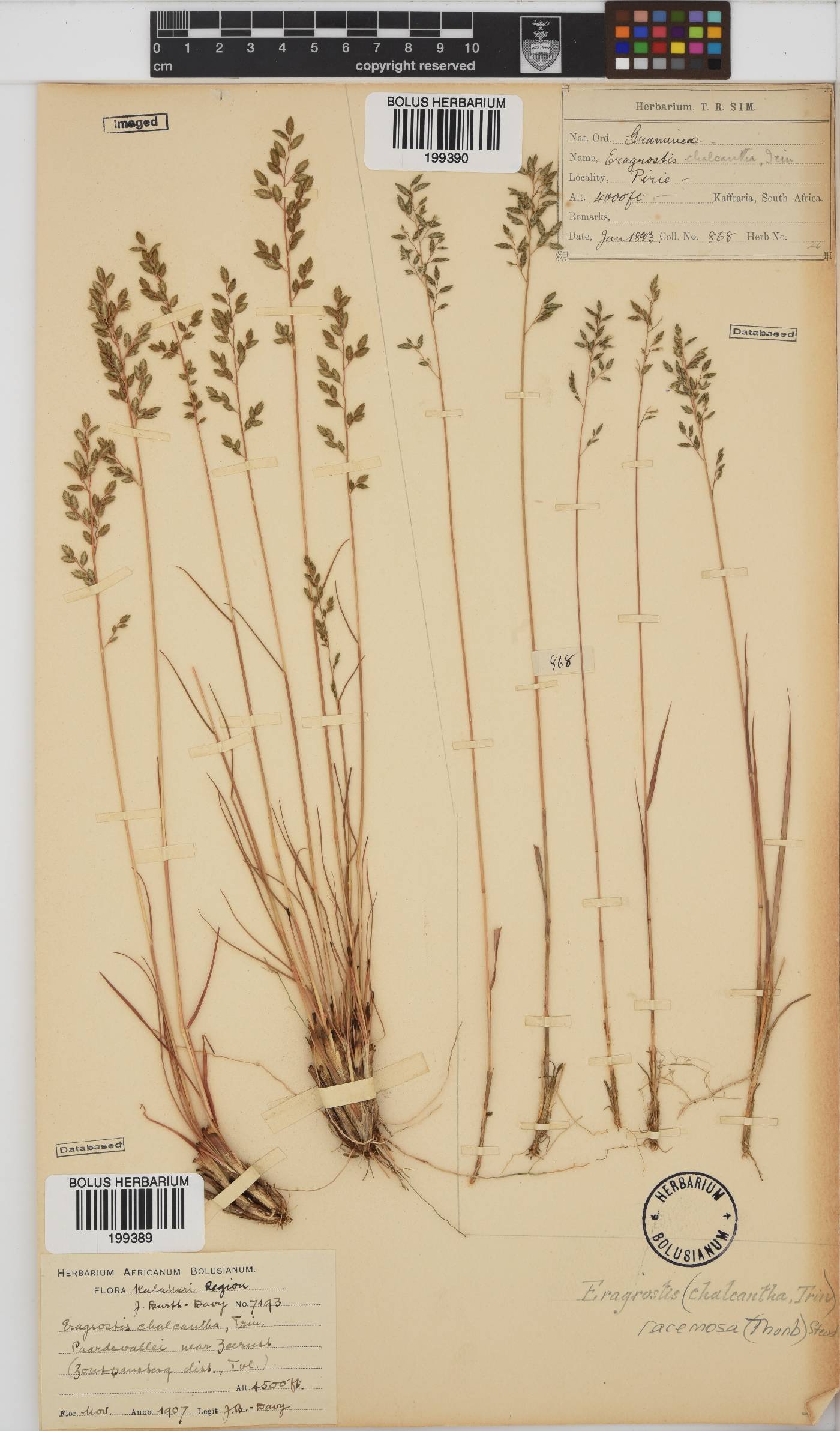 Eragrostis racemosa image