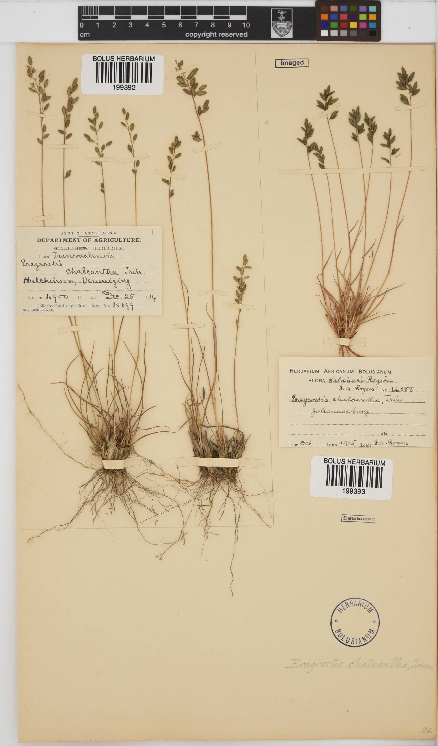 Eragrostis racemosa image