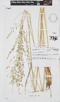 Eragrostis pallens image