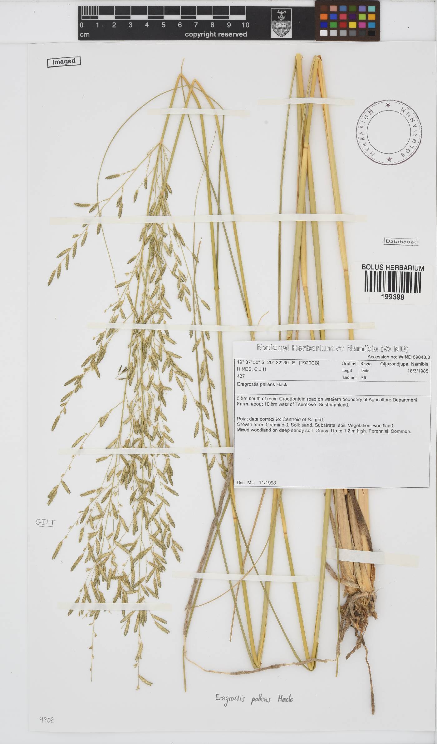 Eragrostis pallens image