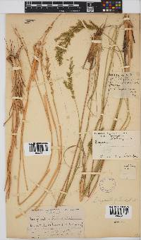 Eragrostis pallens image